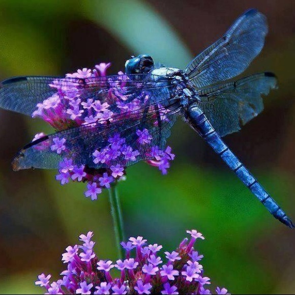 Meet the Posher - Picture 3 of 4